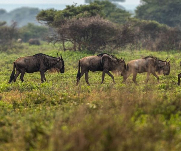 Lions in Serengeti vs. Maasai Mara