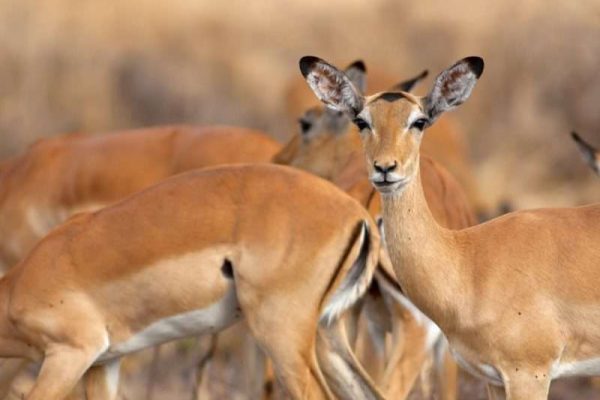 Mikumi National Park