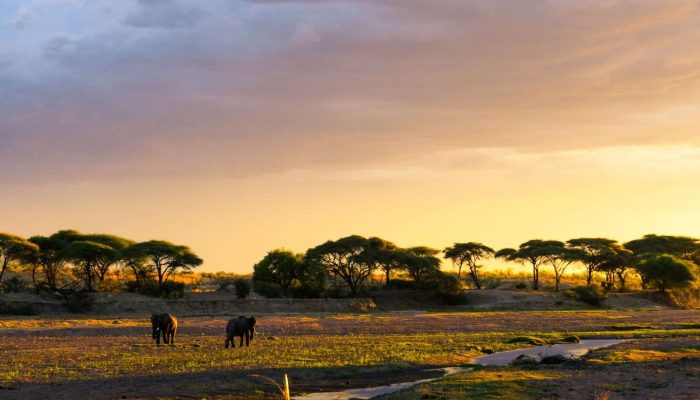 Ruaha National Park2