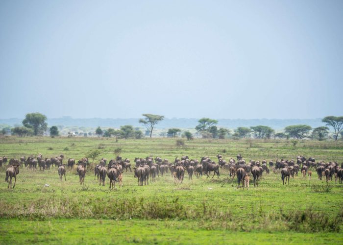 serengeti national park tour