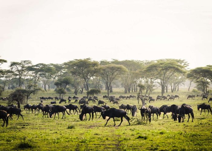 Tanzania, Serengeti National Park, Sanctuary Kichakani Serengeti Camp