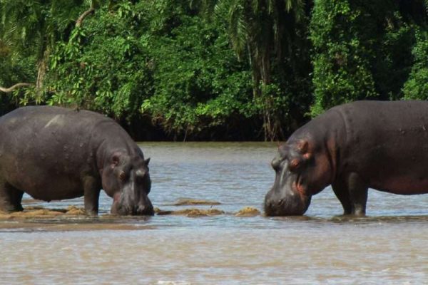 Saanane National Park