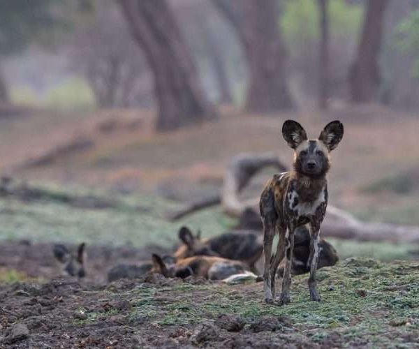 10 Days Selous Safari and Mafia Island