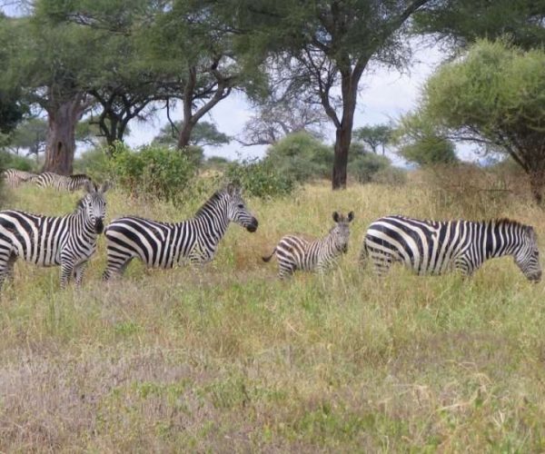 Tarangire National Park