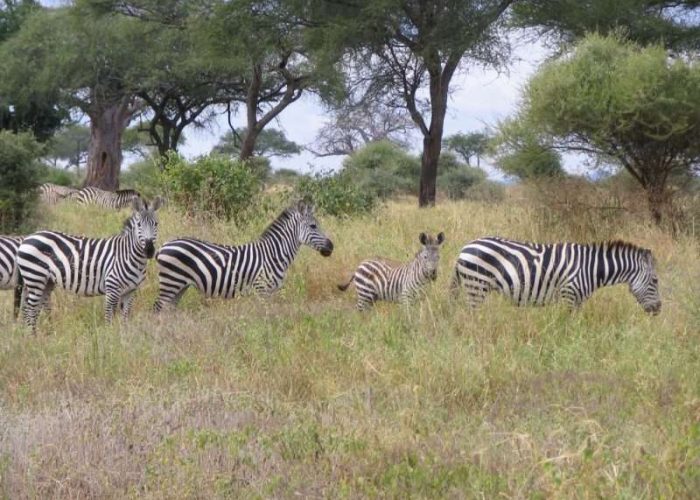 Tarangire National Park