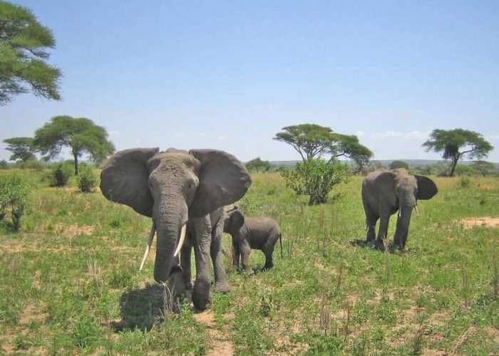 Tarangire National Park