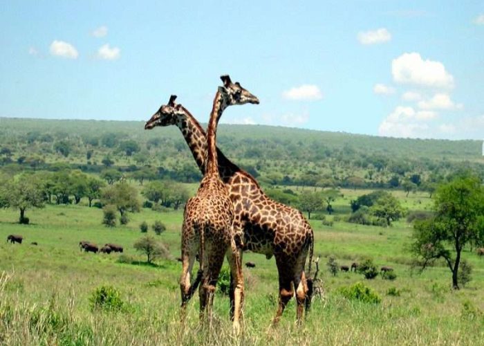 Tarangire National Park