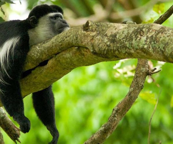 Arusha National Park