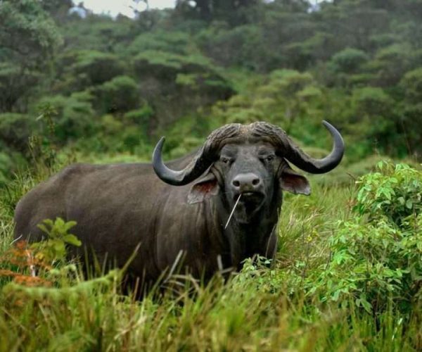 Arusha National Park