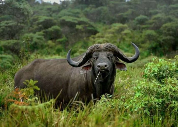 Arusha National Park