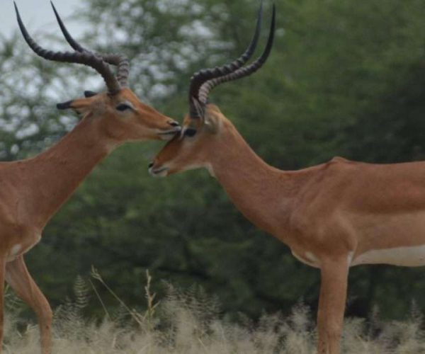 Arusha National Park