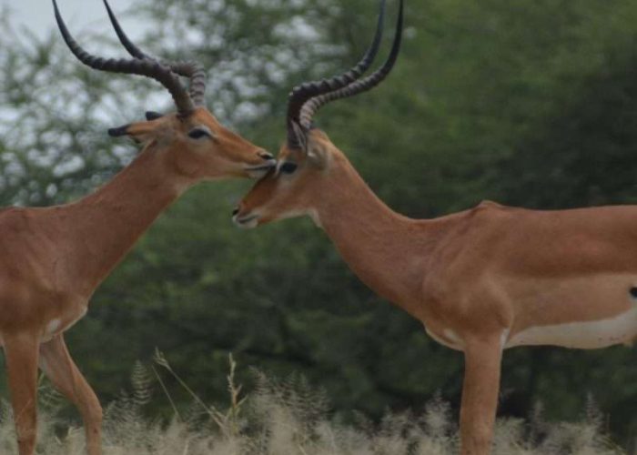 Arusha National Park