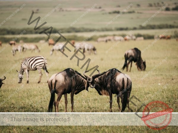 4 Days Tanzania Camping Safari