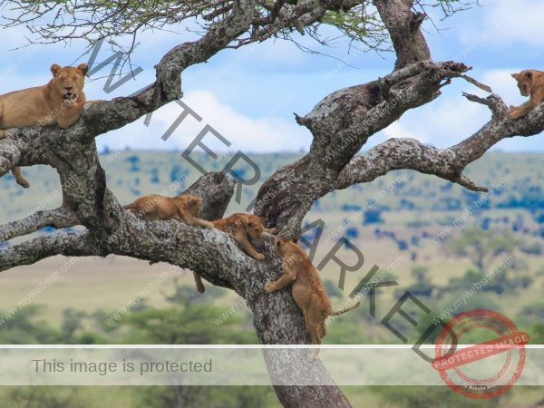 4 Days Tanzania Camping Safari