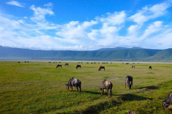 2 Days Tarangire National Park & Ngorongoro Crater