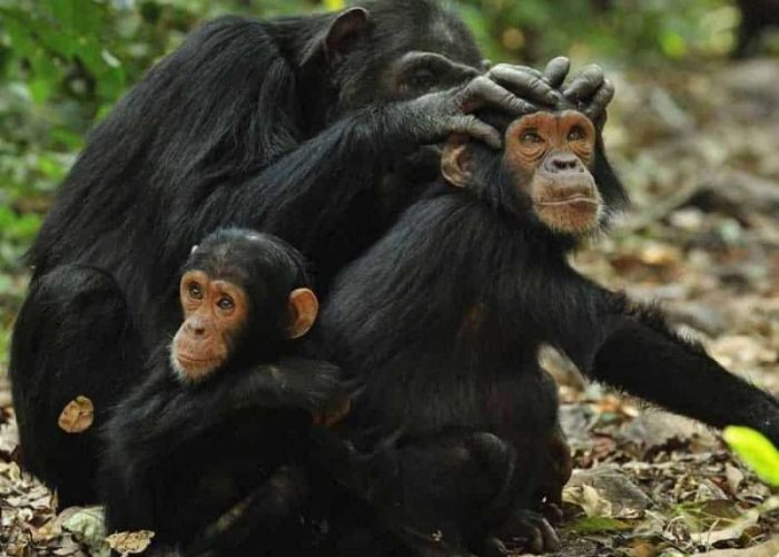 Gombe Stream National Park