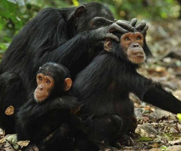 3 Days Gombe Chimpanzee Trekking