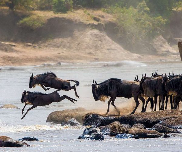 10 Days Serengeti Wildebeest Migration Safari