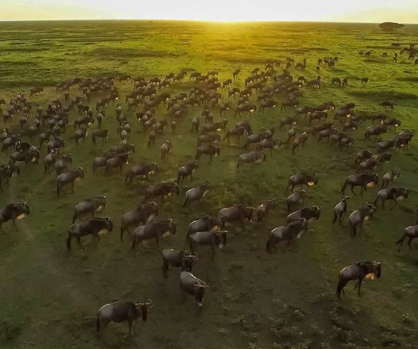 10 Days Serengeti Wildebeest Migration Safari