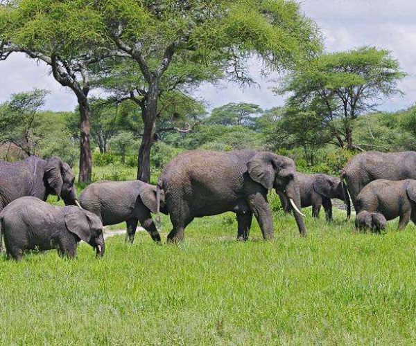 10 Days Serengeti Wildebeest Migration Safari