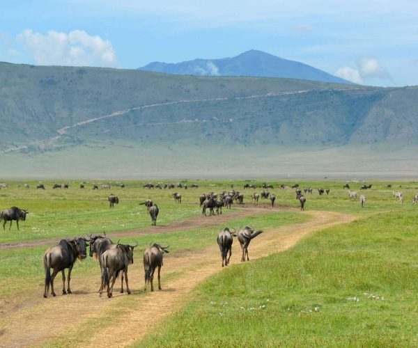 10 Days Serengeti Wildebeest Migration Safari