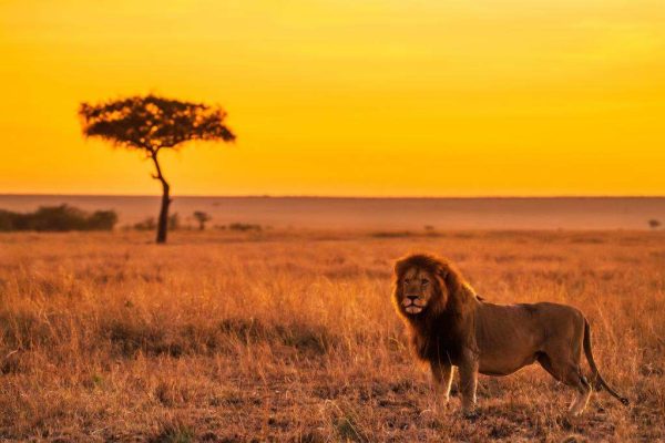 lion serengeti