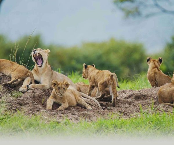 6 Days Tanzania Luxury Safari