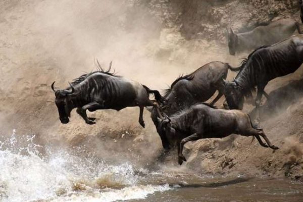 7 Days Experience the Great Wildebeest Migration in Masai Mara