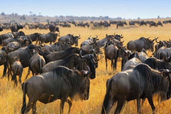 7 Days Experience the Great Wildebeest Migration in Masai Mara