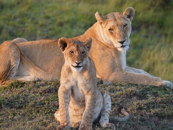 5 Days Serengeti Great Migration Safari