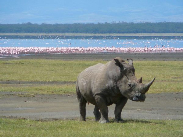 5 Days The Masai Mara Classic Safari