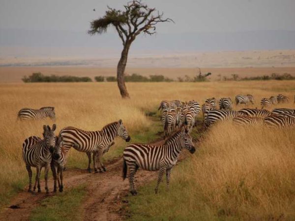 5 Days The Masai Mara Classic Safari