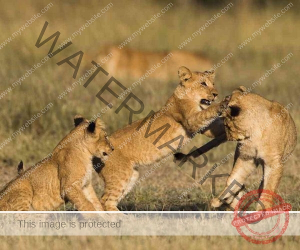 5 Days The Masai Mara Classic