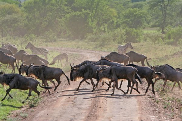 7 Days Serengeti Migration Safari