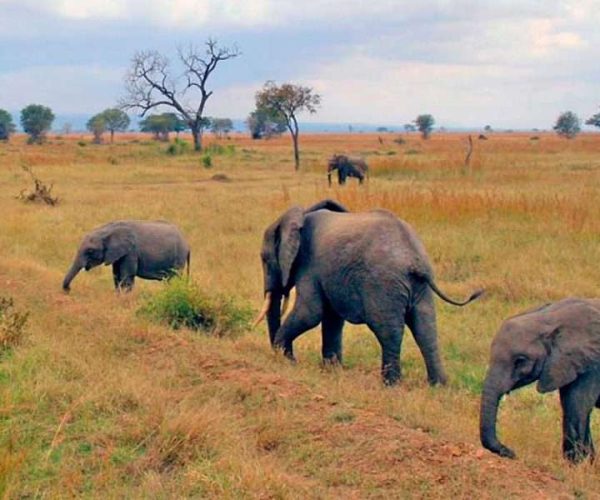 11 Days Southern Tanzania Camping Safaris