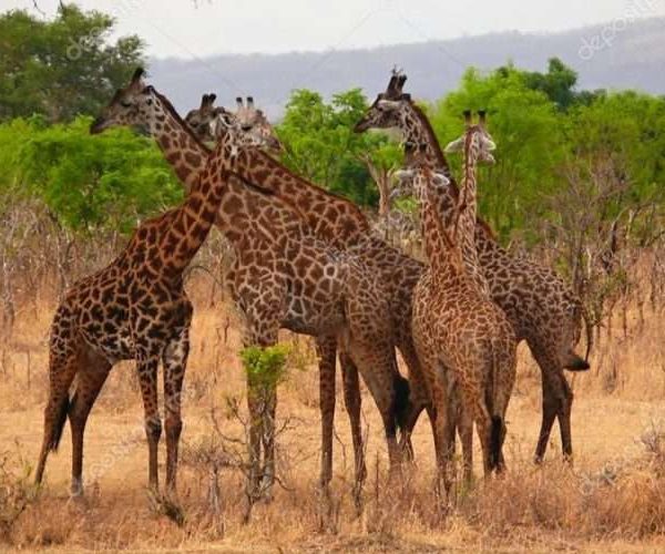 7 Days Nature, Safari & Cultural Tour