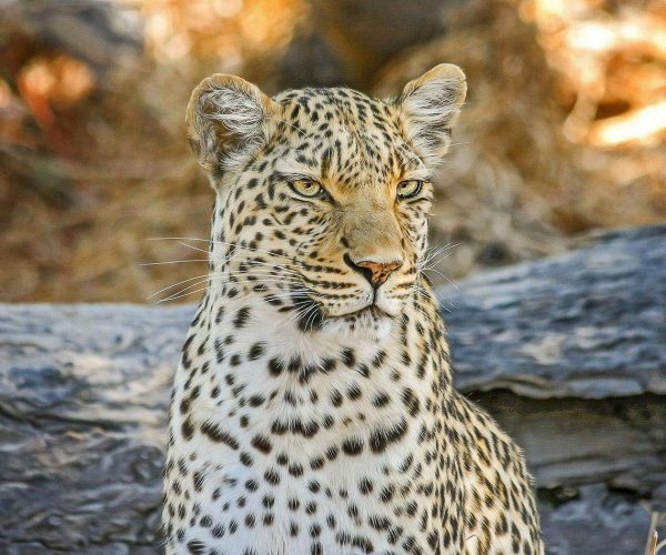 mikumi leopard