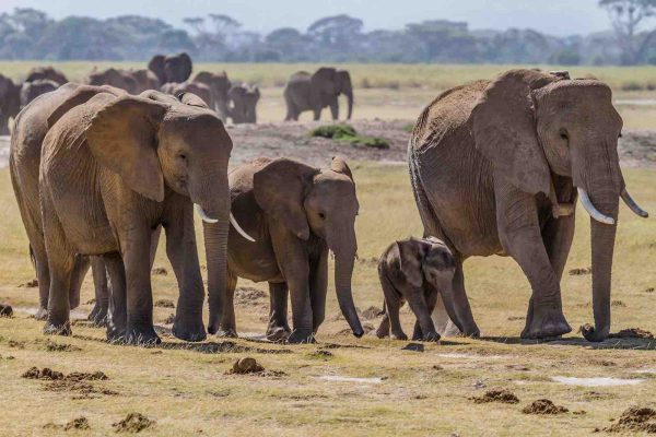 Lake Manyara National Park Day Trip