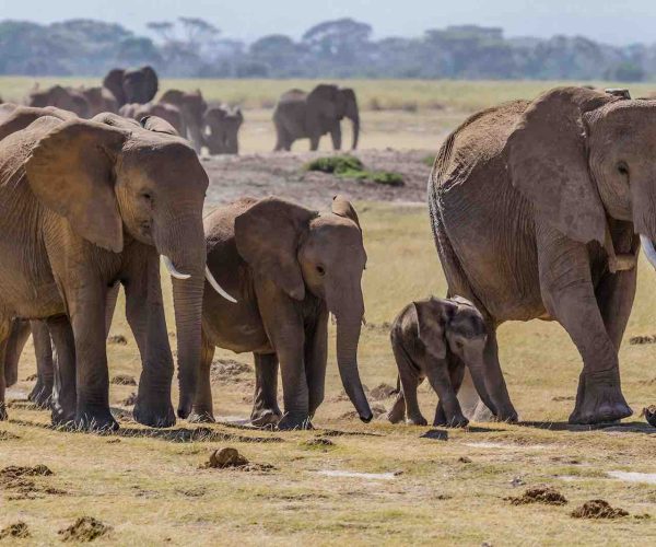 Lake Manyara National Park Day Trip