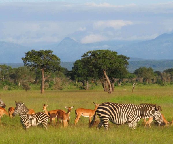 Lake Manyara National Park Day Trip