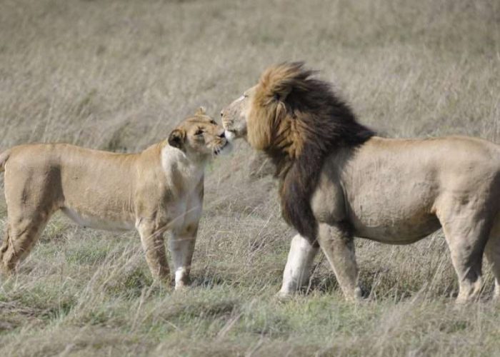 Mkomazi National Park