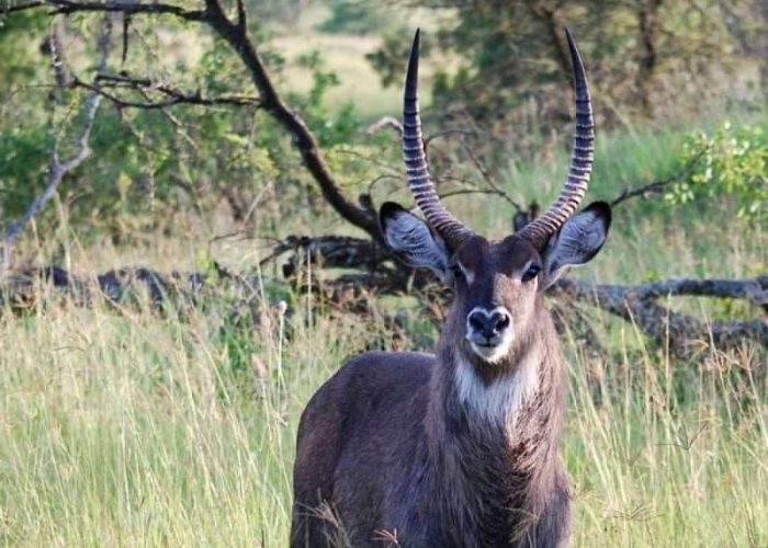 Mkomazi National Park