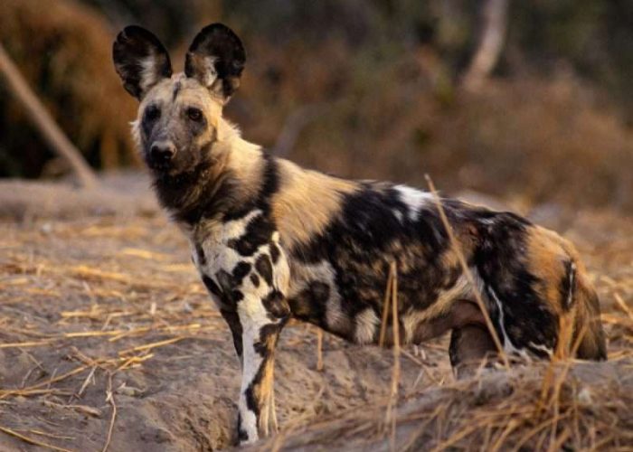 Mkomazi National Park