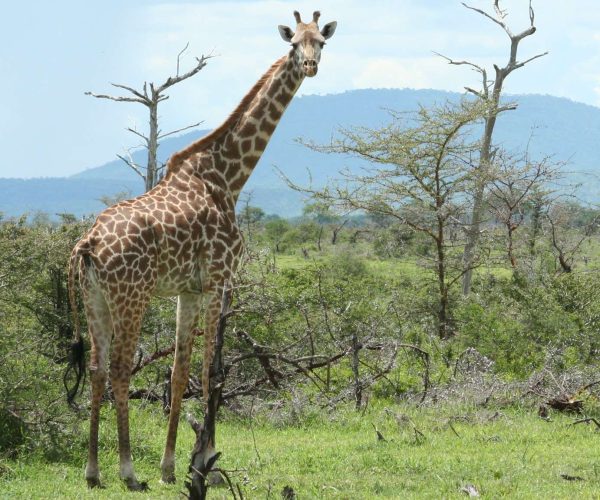 Ngorongoro Highland