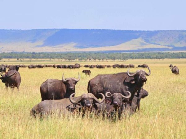 2 Days Tarangire & Ngorongoro Crater