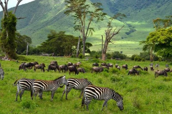 10 Days Tanzania Safari & Zanzibar