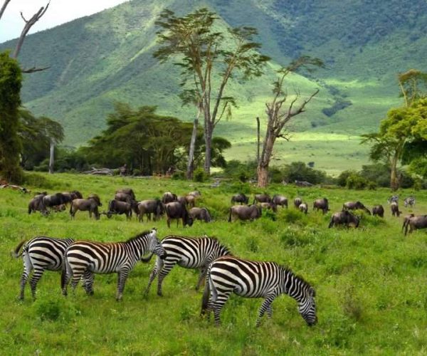 10 Days Tanzania Safari & Zanzibar