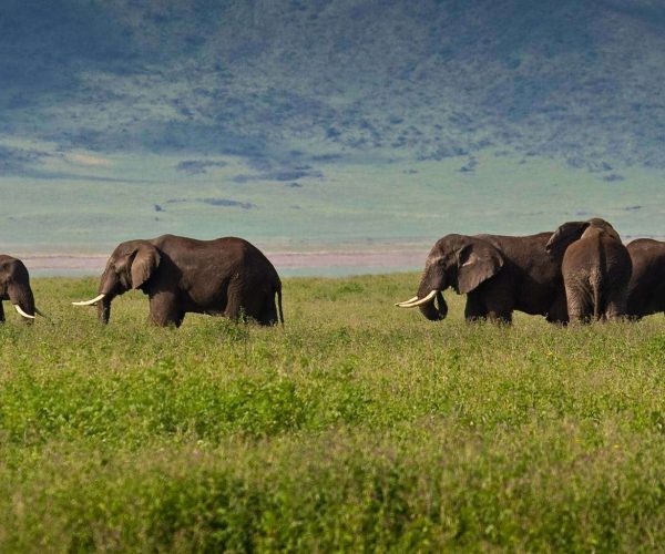 Ngorongoro Crater Day Trip