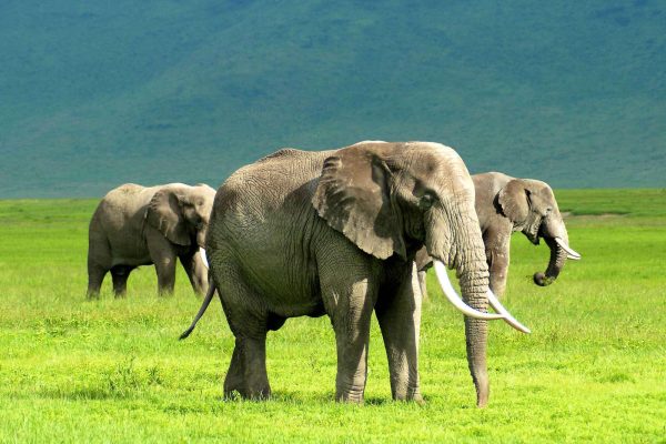 Ngorongoro Crater Day Trip