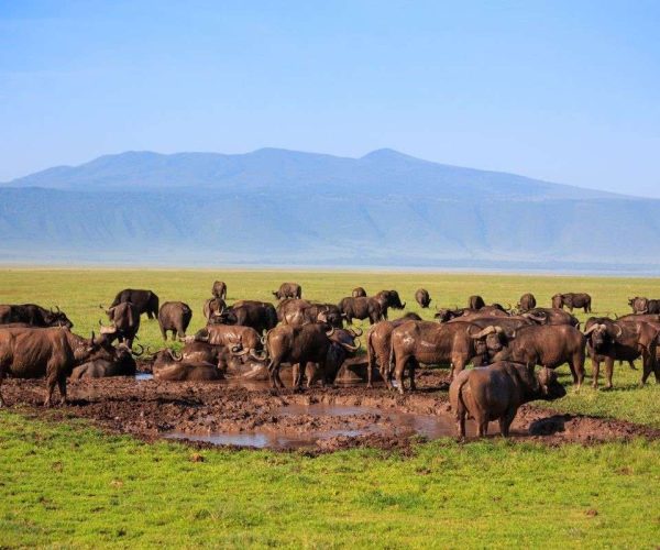 19 Days Northern & Southern Tanzania